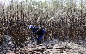 Resgatadas no Brasil 110 pessoas em situação de escravidão