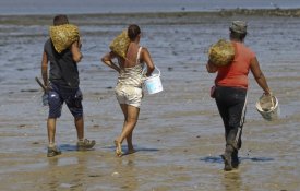 PEV: captura de bivalves no Tejo à conta de exploração sem limites