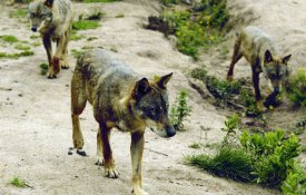 Lobo ibérico de volta a Castelo Branco pela primeira vez desde 2004