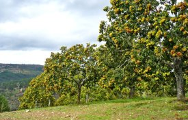 «Em dia de S. Martinho, lume, castanhas e vinho». Mas este ano mais poucochinho