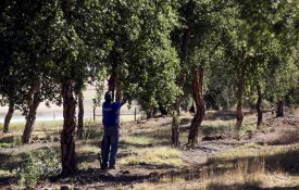 Porque é que a Amorim Florestal «teme a organização dos seus trabalhadores»?