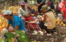 Da escravidão à independência com o cacau no Sul da Bahia