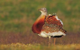 Aves das estepes portuguesas em rápido declínio