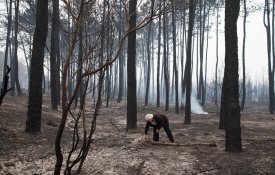 Pinhal de Leiria: da mata se fez deserto