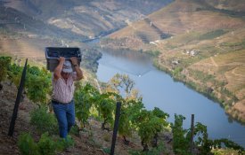  Pequenos e médios viticultores do Douro não aceitam novo corte no benefício