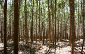 CNA alerta para erros no ordenamento florestal