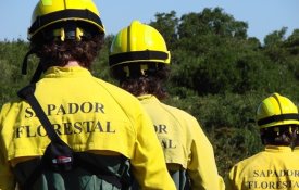 «Um verdadeiro orçamento para a floresta»