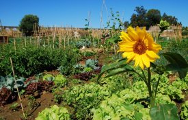 Montemor-o-Novo constrói estratégia alimentar 