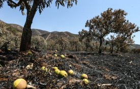 CNA alerta para discriminação dos agricultores do Algarve