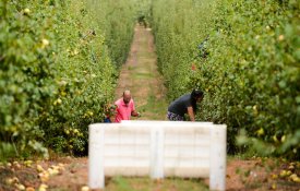 Agricultores do Oeste precisam de «apoios específicos» face a perdas até 50%