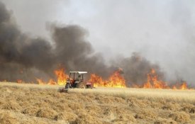 Curdos e Daesh provocam incêndios em campos de trigo, acusam agricultores sírios