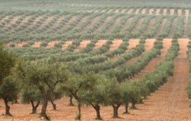 Culturas intensivas despertam preocupações em Estremoz