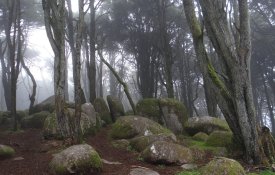 Forças Armadas na vigilância aos fogos florestais gera polémica