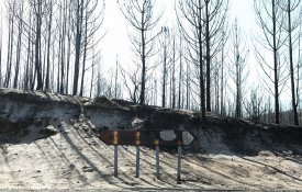  PCP propõe bases para reflorestação do pinhal de Leiria