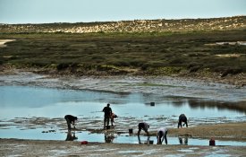 Mariscadores e viveiristas da Ria exigem apoios