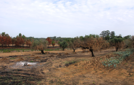 «Balanço» a 2017: Agricultura – Mundo Rural