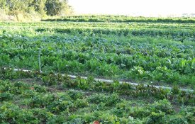 Promover produtos agrícolas sem investir na agricultura