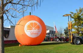 Câmara de Silves lança Rota da Laranja 