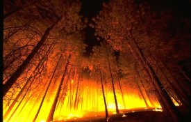 Incêndios de verão: as aparências iludem!