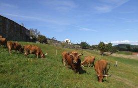 CNA debate o sustento e a sustentabilidade das comunidades rurais através da pecuária