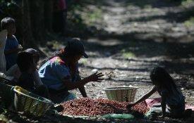 Trabalho infantil na Guatemala abastece cafés de grandes empresas