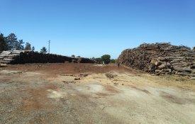Alcácer do Sal exige retirada de madeira contaminada à Sonae