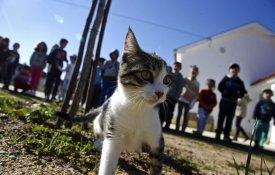 Capturar, esterilizar e devolver animais errantes em Grândola