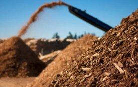 O capitalismo «verde» e a biomassa