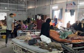 Médica australiana descreve a «matança» na Cidade de Gaza