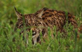 O lince-ibérico continua a sua expansão pela Península Ibérica