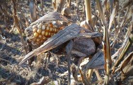 Agricultores de Setúbal reclamam intervenção do Governo 