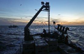 «Quota zero» para sardinha sem fundamentação