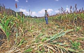 Agricultores lesados por animais selvagens concentram-se em Coimbra