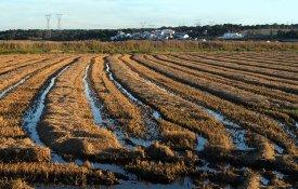 Seca ameaça produção de arroz no Litoral Alentejano