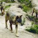 Lobo ibérico de volta a Castelo Branco pela primeira vez desde 2004