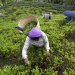 Trabalhadores das plantações de chá em greve contra salários de miséria